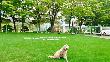 반려동물행동 야외실습장