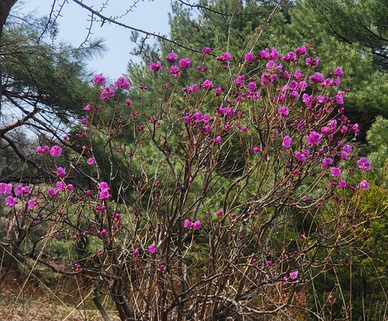 신안산대학교 캠퍼스 풍경 1 - 2025.04