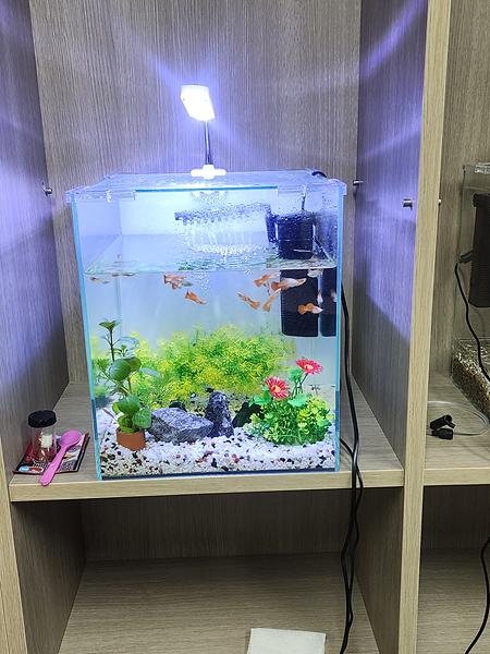 관상어의 생육실험 사진